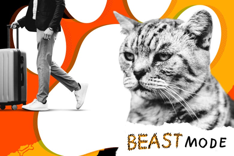 Photo illustration of a man leaving with luggage and a disgruntled cat.